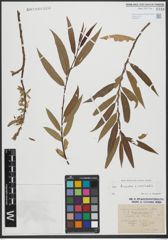 Foto von Salix triandra L. x Salix viminalis L.